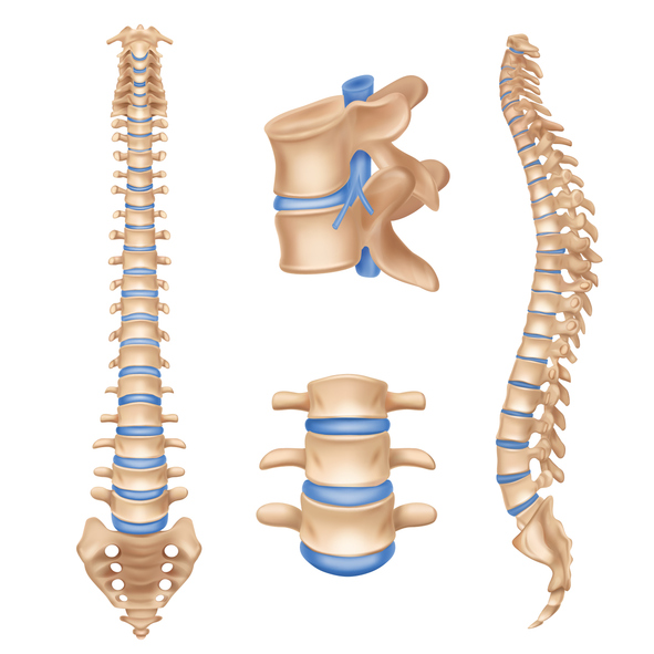 Human Spine